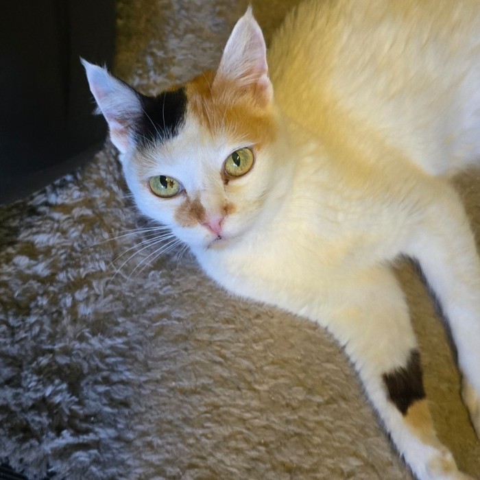 Branquinha